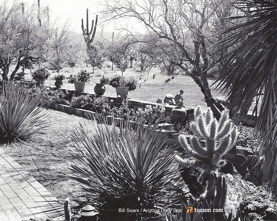 1963 Tucson home photos: A saguaro grows in their patio